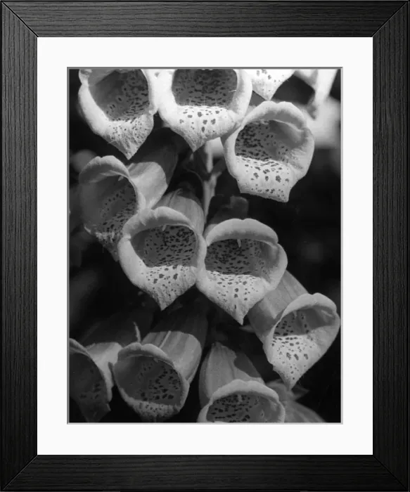 Framed Print : Foxglove Flowers Framed Print : Foxglove Flowers