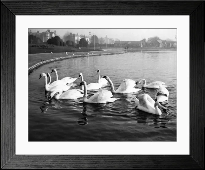 Framed Print : SWAN LAKE. Waiting for their dinner, these swans Framed Print : SWAN LAKE. Waiting for their dinner, these swans
