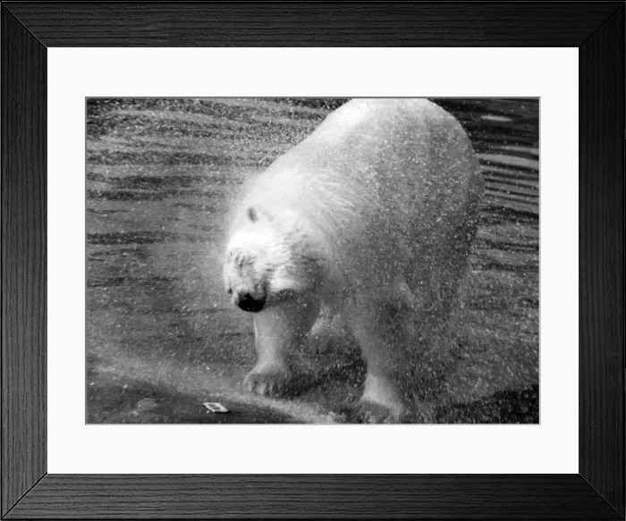 Framed Print : Polar Bear Shaking Framed Print : Polar Bear Shaking