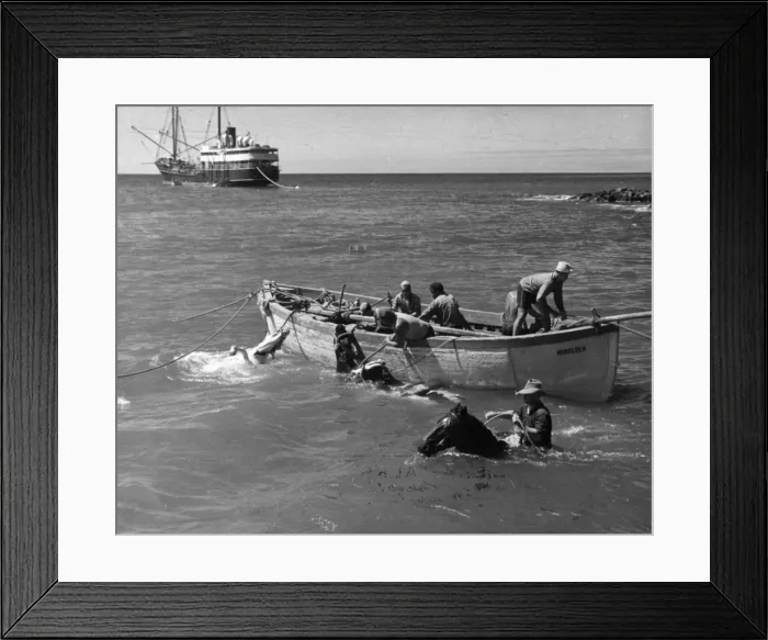Framed Print : Hawaiian Cattle Farming Framed Print : Hawaiian Cattle Farming