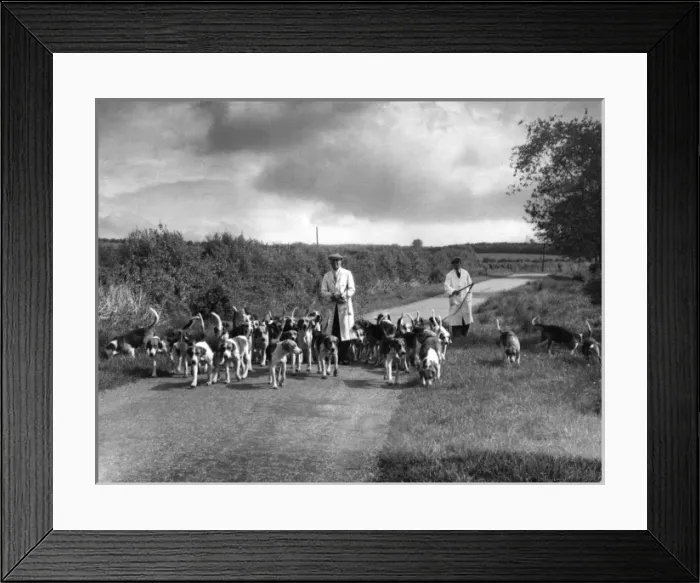 Framed Print : Exercising Hounds Framed Print : Exercising Hounds