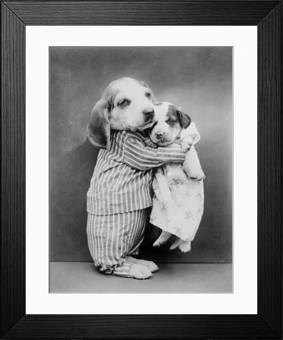 Framed Print : Cuddling Puppies Framed Print : Cuddling Puppies