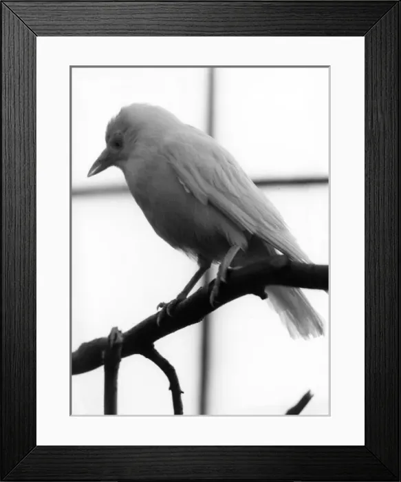 Framed Print : White Jackdaw Framed Print : White Jackdaw