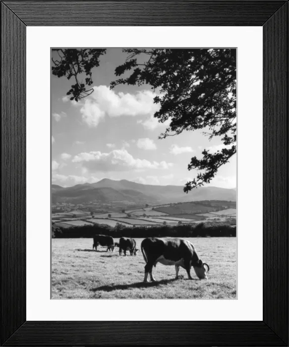 Framed Print : Cattle & Brecon Beacons Framed Print : Cattle & Brecon Beacons