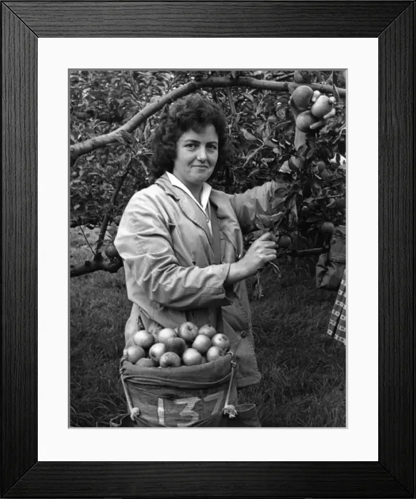 Framed Print : Girl Picking Apples Framed Print : Girl Picking Apples