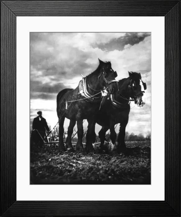 Framed Print : Horse Plough Framed Print : Horse Plough