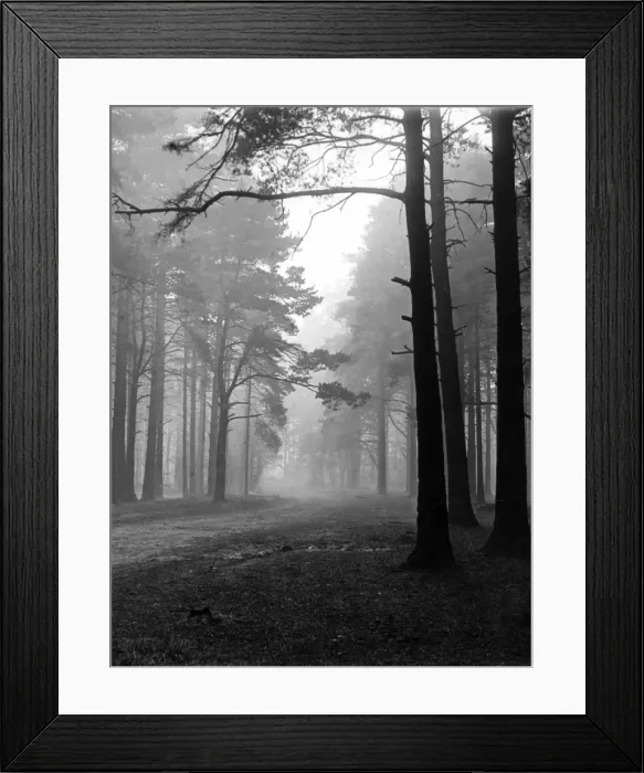 Framed Print : Mist in the Pinewoods Framed Print : Mist in the Pinewoods