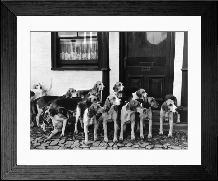 Framed Print : Tickham Foxhounds Framed Print : Tickham Foxhounds