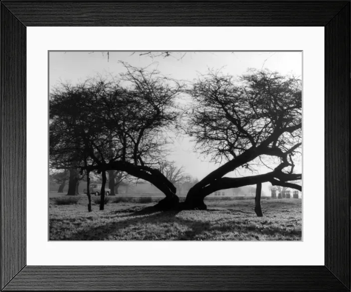 Framed Print : Ancient Hawthorn Tree Framed Print : Ancient Hawthorn Tree