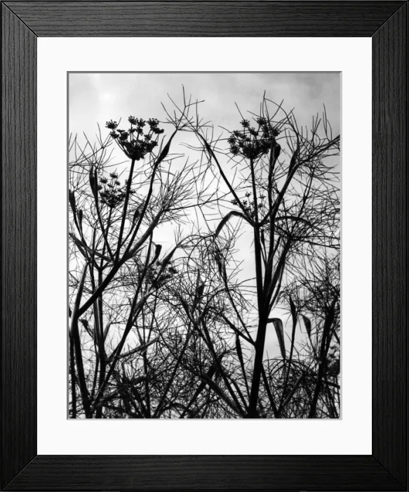 Framed Print : Wild Fennel Framed Print : Wild Fennel