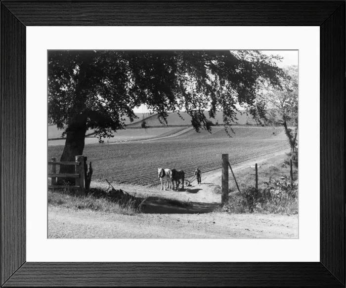 Framed Print : Horse Plough Framed Print : Horse Plough