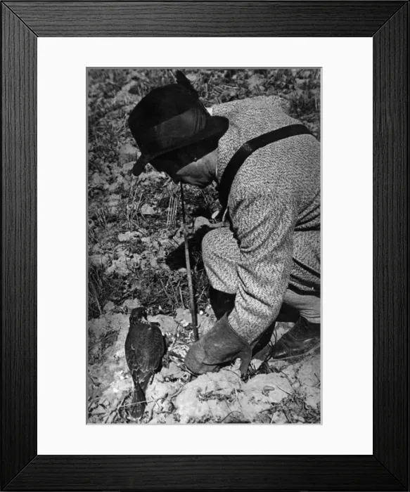 Framed Print : Falconry : Feeding Framed Print : Falconry : Feeding