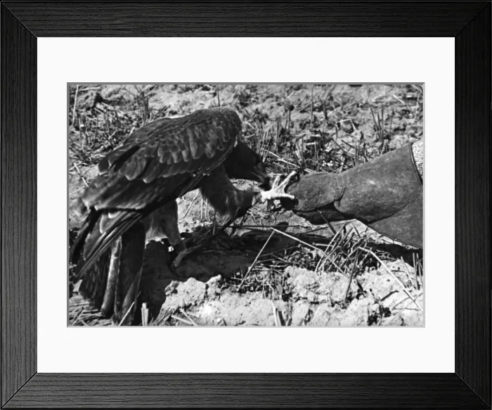 Framed Print : Falconry : Feeding Framed Print : Falconry : Feeding