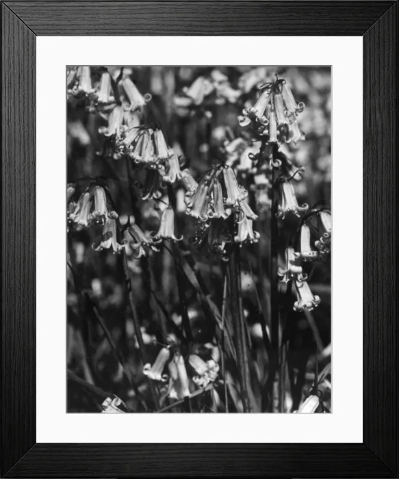 Framed Print : English Bluebells Framed Print : English Bluebells