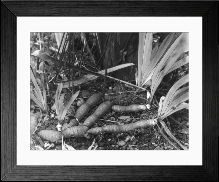 Framed Print : Iris Rhizomes Framed Print : Iris Rhizomes