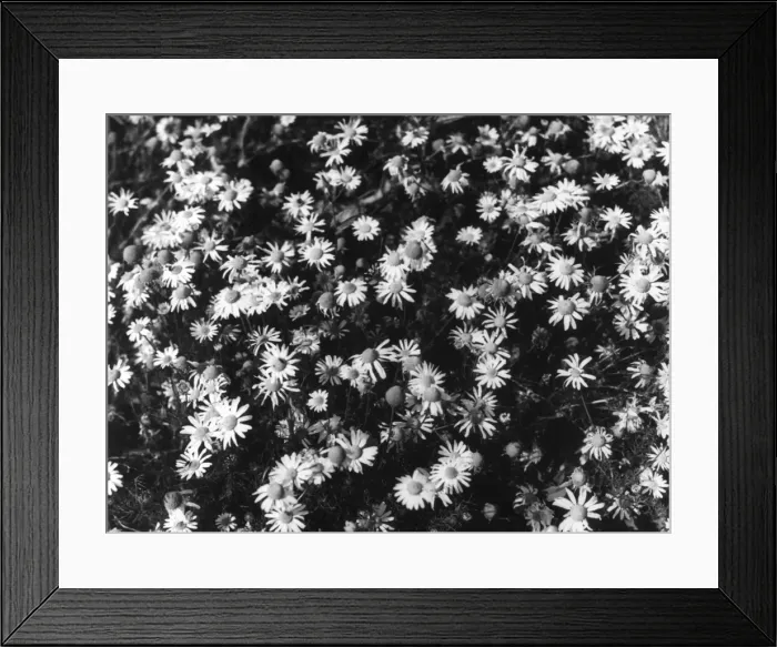 Framed Print : Stinking Mayweed Framed Print : Stinking Mayweed