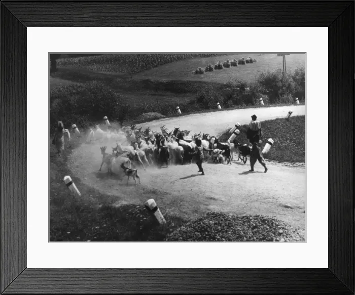 Framed Print : Hungarian Goatheard Framed Print : Hungarian Goatheard