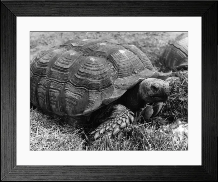 Framed Print : Giant Tortoise Framed Print : Giant Tortoise