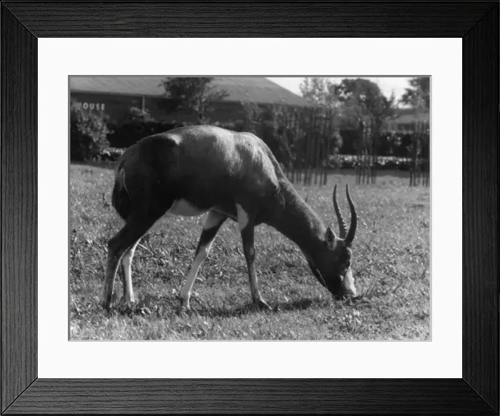 Framed Print : Blesbok Antelope Framed Print : Blesbok Antelope