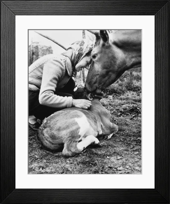Framed Print : Kissing a Cow Framed Print : Kissing a Cow