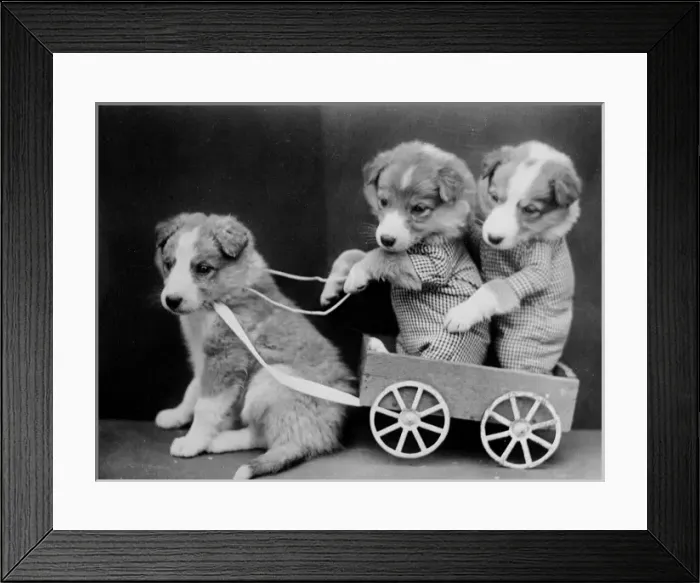 Framed Print : Puppies with a Cart Framed Print : Puppies with a Cart