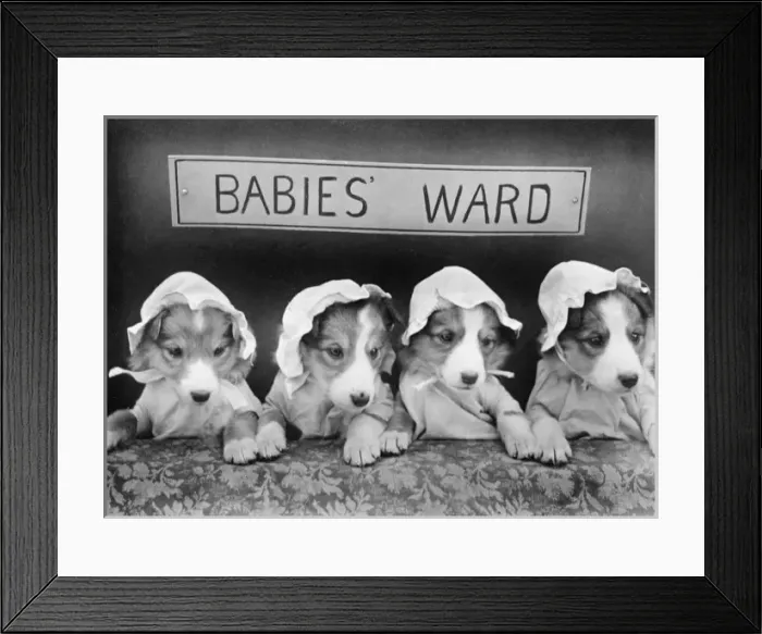 Framed Print : Doggy Babies Framed Print : Doggy Babies