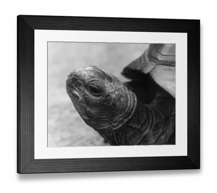 Framed Print : Head of Giant Tortoise Framed Print : Head of Giant Tortoise