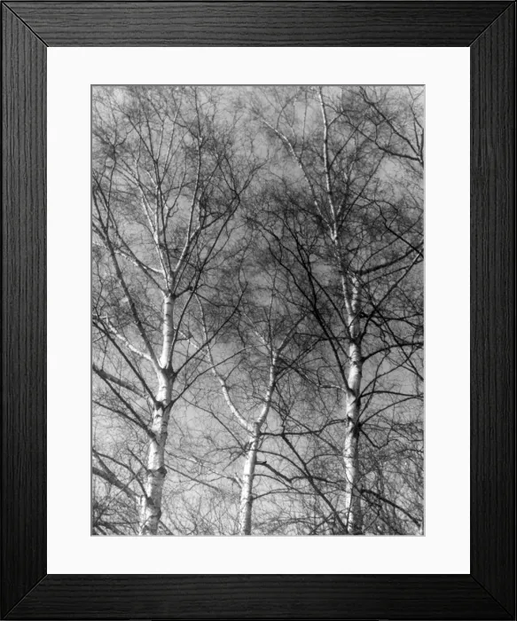 Framed Print : Silver Birch Tree Framed Print : Silver Birch Tree