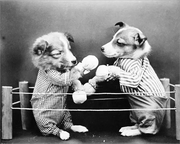 Boxing Dogs