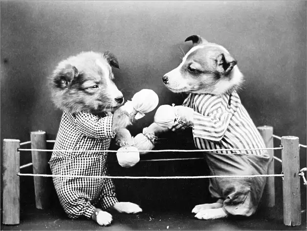 Boxing Dogs