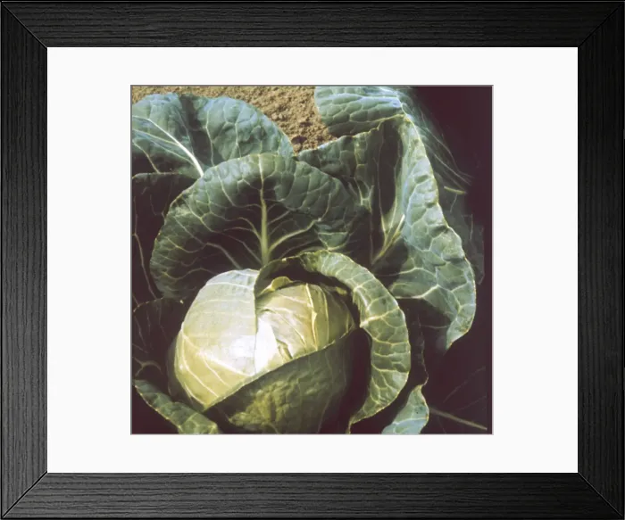Framed Print : JUNE STAR CABBAGE Framed Print : JUNE STAR CABBAGE