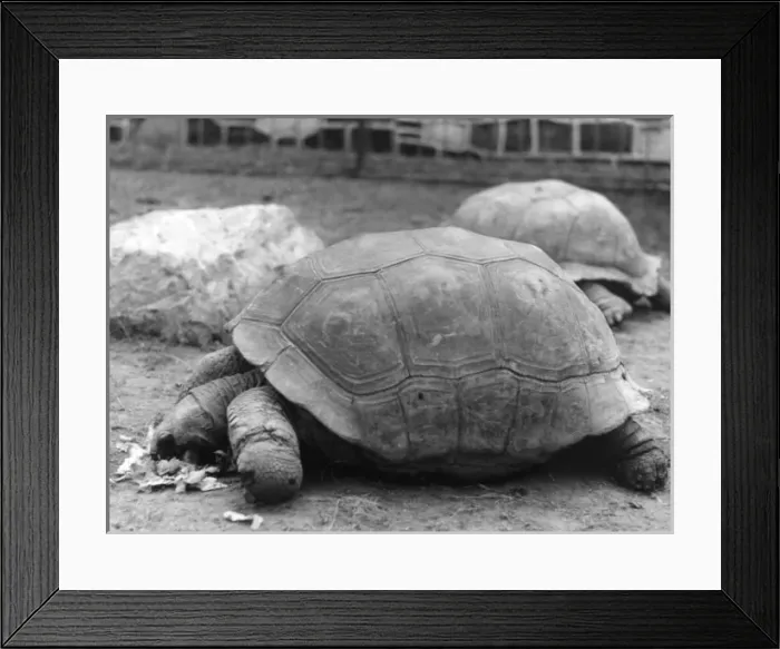 Framed Print : Giant Tortoises Framed Print : Giant Tortoises