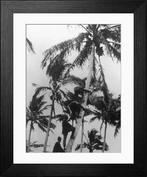 Framed Print : Picking Coconuts