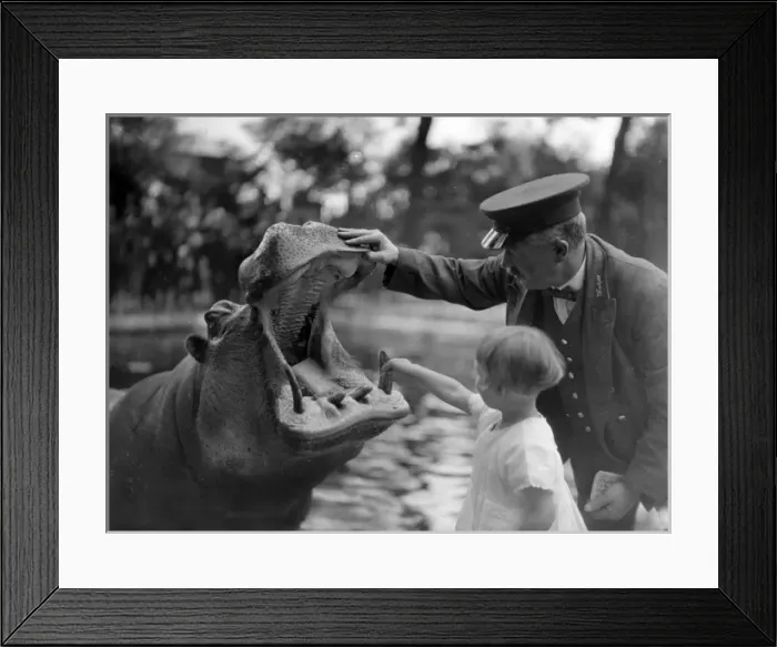 Framed Print : Hippos Dental Check Framed Print : Hippos Dental Check