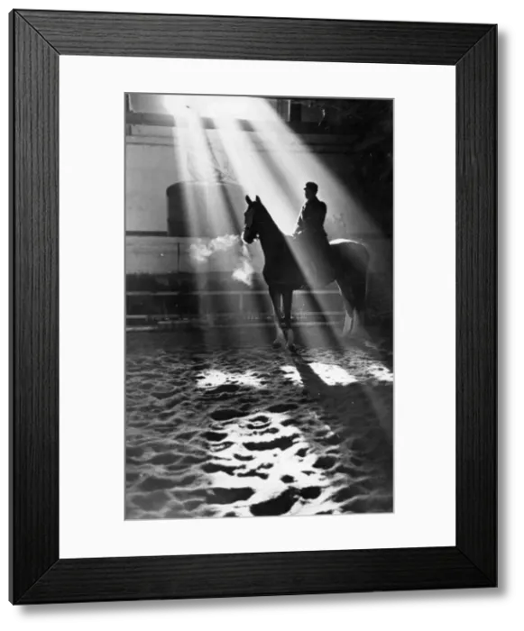 Framed Print : Horse Study Framed Print : Horse Study