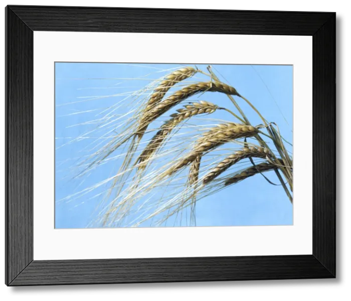 Framed Print : Barley Crop Framed Print : Barley Crop