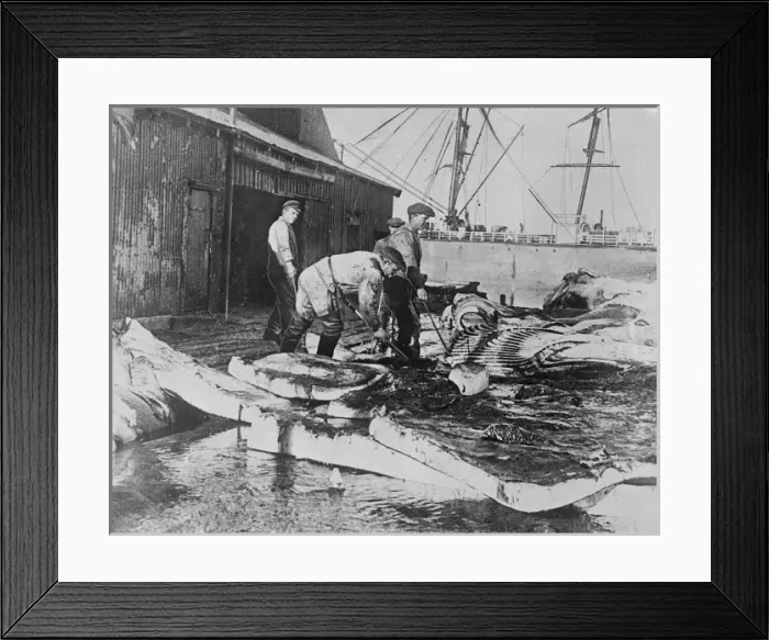 Framed Print : Sorting Whale Blubber Framed Print : Sorting Whale Blubber