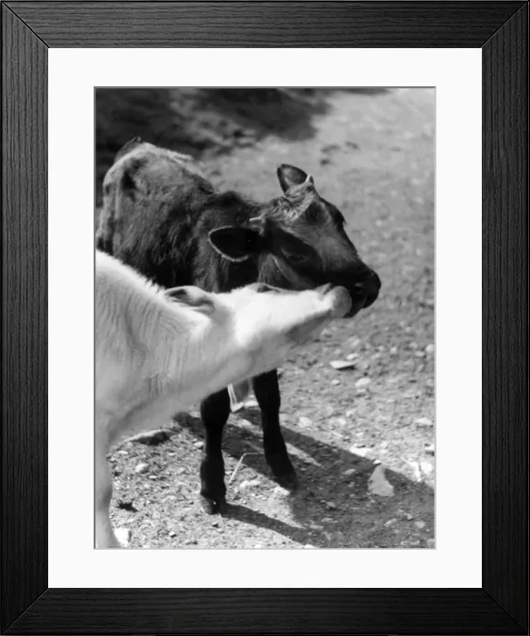 Framed Print : Kissing Calves Framed Print : Kissing Calves