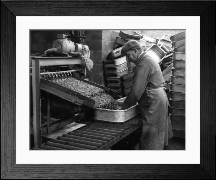 Framed Print : Peas for Canning Framed Print : Peas for Canning