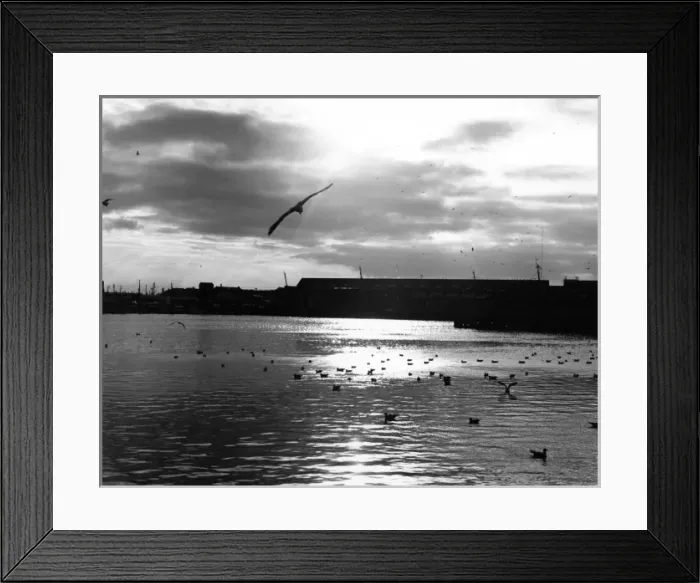 Framed Print : Seagulls a the Docks Framed Print : Seagulls a the Docks