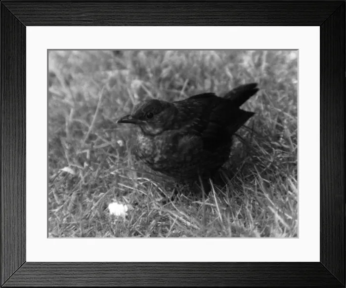 Framed Print : BLACKBIRD. A young blackbird. Date: September 1972 Framed Print : BLACKBIRD. A young blackbird. Date: September 1972