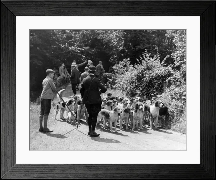 Framed Print : Otter Hounds Framed Print : Otter Hounds