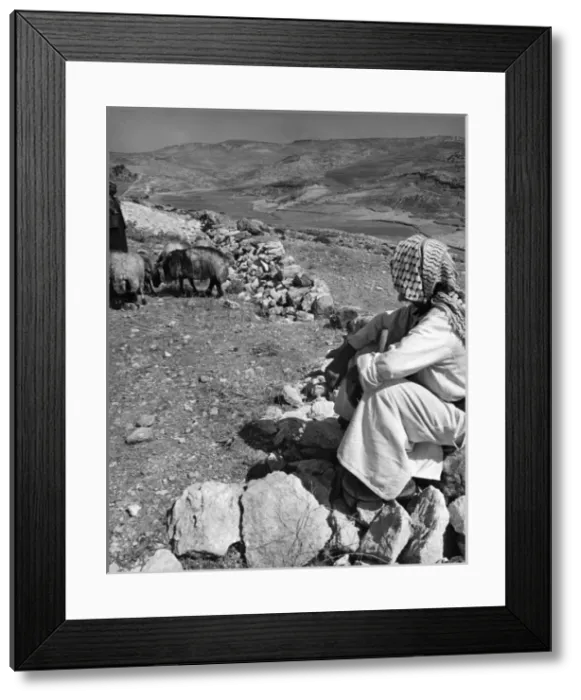 Framed Print : Israeli Shepherd Framed Print : Israeli Shepherd