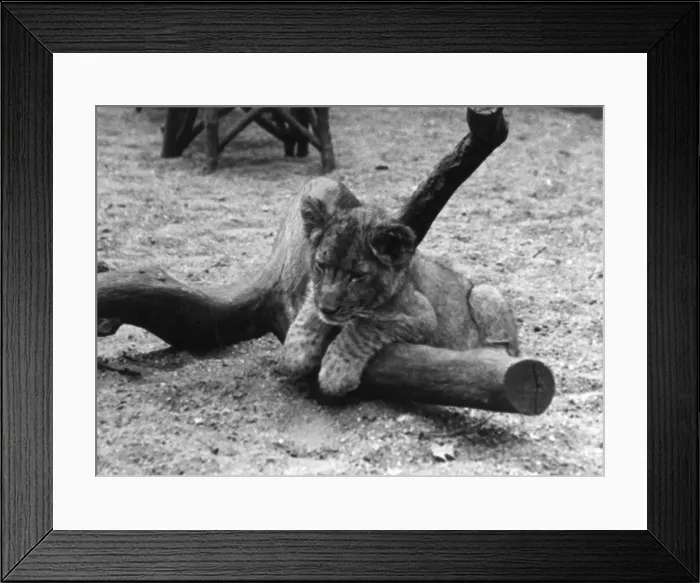 Framed Print : Cute Lion Cub Framed Print : Cute Lion Cub
