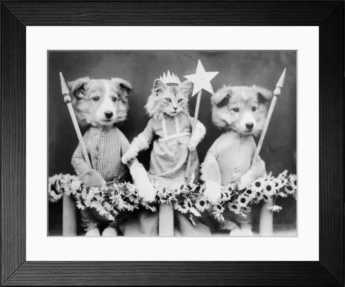 Framed Print : Kitty May Queen Framed Print : Kitty May Queen
