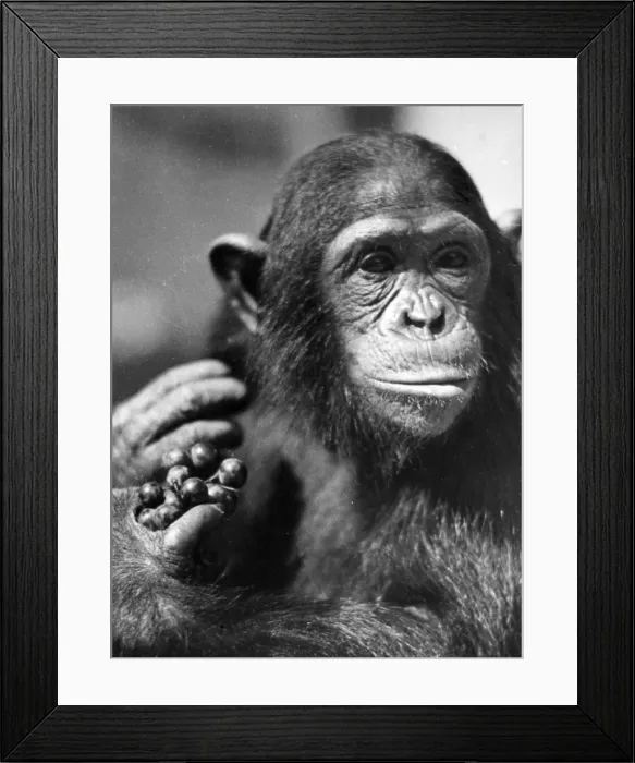 Framed Print : Study of a Chimpanzee Framed Print : Study of a Chimpanzee