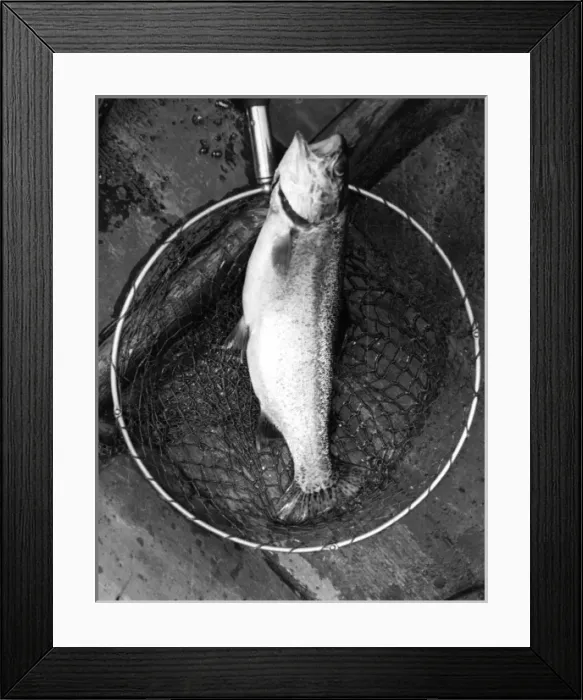 Framed Print : Netted Rainbow Trout Framed Print : Netted Rainbow Trout
