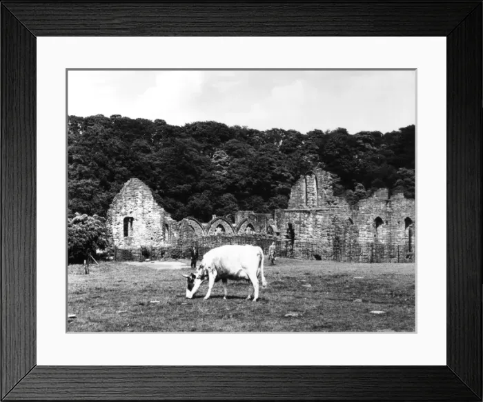 Framed Print : Finchdale Priory Ruins Framed Print : Finchdale Priory Ruins