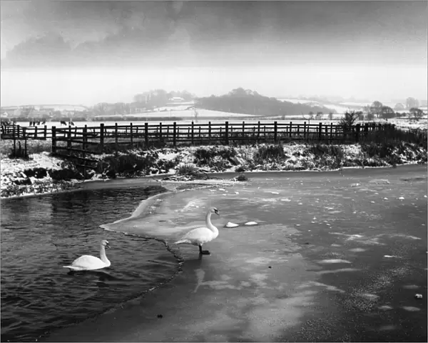 Swans on Frozen River