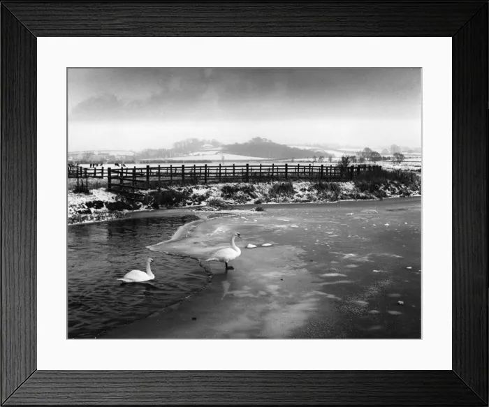 Framed Print : Swans on Frozen River Framed Print : Swans on Frozen River